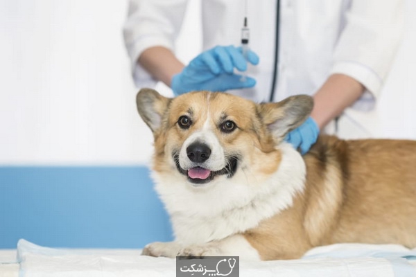 مراقبت از حیوانات خانگی در مقابله با کرونا | پزشکت