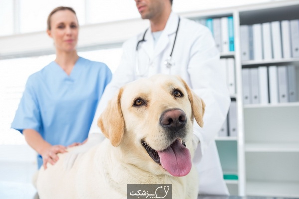 انواع سرطان در سگ | پزشکت
