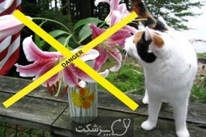 مسمومیت گربه با گل سوسن 2 | پزشکت