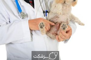 انواع سرطان در سگ | پزشکت