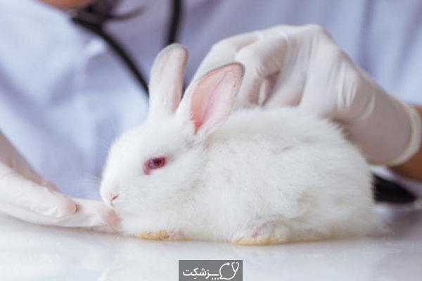 شایع ترین بیماری های خرگوش 2 | پزشکت