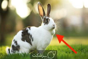 شایع ترین بیماری های خرگوش 4 | پزشکت