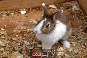 شایع ترین بیماری های خرگوش 5 | پزشکت