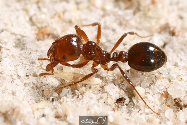 حقایق جالب در مورد مورچه های آتشین 2 | پزشکت