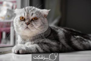 نژادهای گربه با چشمانی درشت | پزشکت