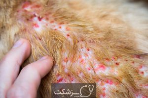 بیماری های پوستی در سگ و گربه | پزشکت
