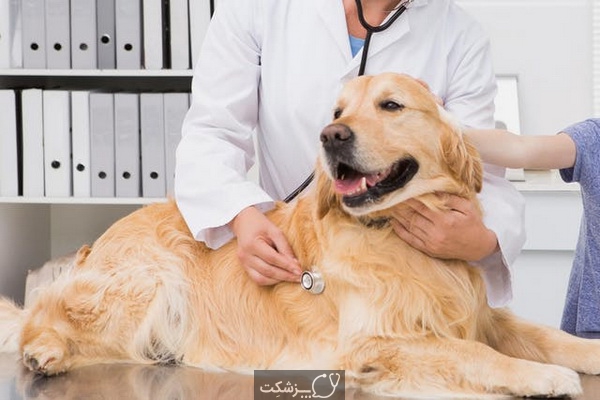 بیماری های کبدی در سگ ها | پزشکت