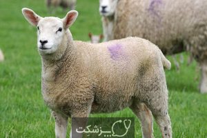 مسمومیت با مس در گوسفندان 5 | پزشکت