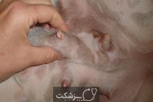 تومورهای پستانی در سگ ها و گربه ها 4 | پزشکت