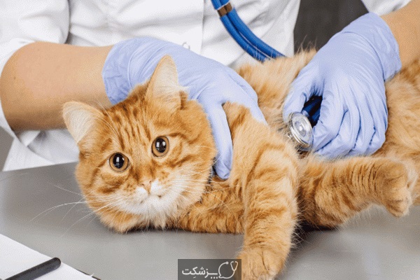 تومورهای پستانی در سگ ها و گربه ها 4 | پزشکت