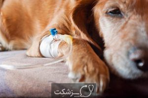 بیماری های کبدی در سگ ها 5 | پزشکت