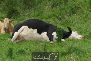 شایع ترین علت سقط جنین در گاو 3 | پزشکت