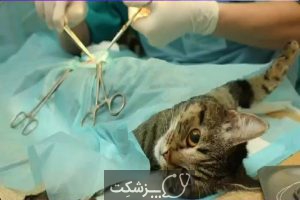 تومورهای پستانی در سگ ها و گربه ها 2 | پزشکت