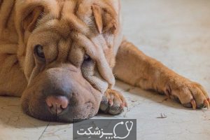 بیماری های کبدی در سگ ها 3 | پزشکت