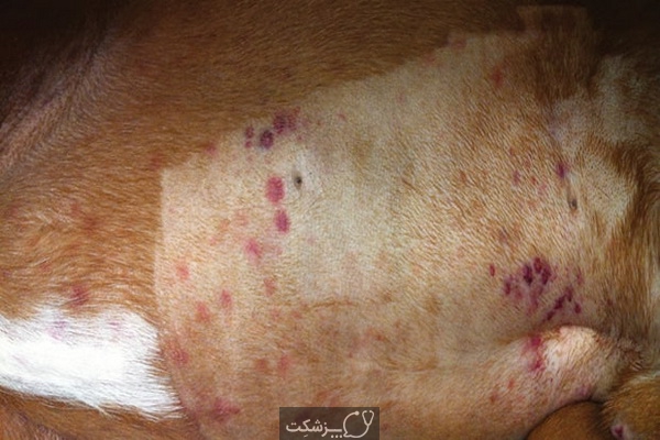 بیماری های کبدی در سگ ها 3 | پزشکت