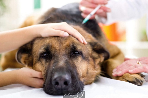 بیماری های کبدی در سگ ها 4 | پزشکت