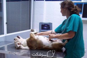 مراقبت از سگ ها در بارداری 4 | پزشکت