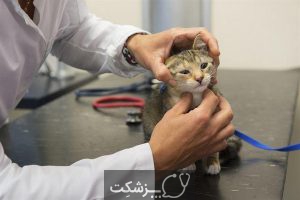 تومورهای پستانی در سگ ها و گربه ها 1 | پزشکت