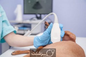 مراقبت از سگ ها در بارداری 3 | پزشکت