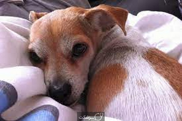 بیماری های کبدی در سگ ها 1 | پزشکت