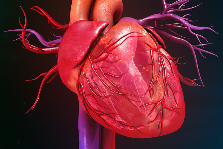 ضخیم شدن عضله قلب یا کاردیومیوپاتی چیست؟ | پزشکت