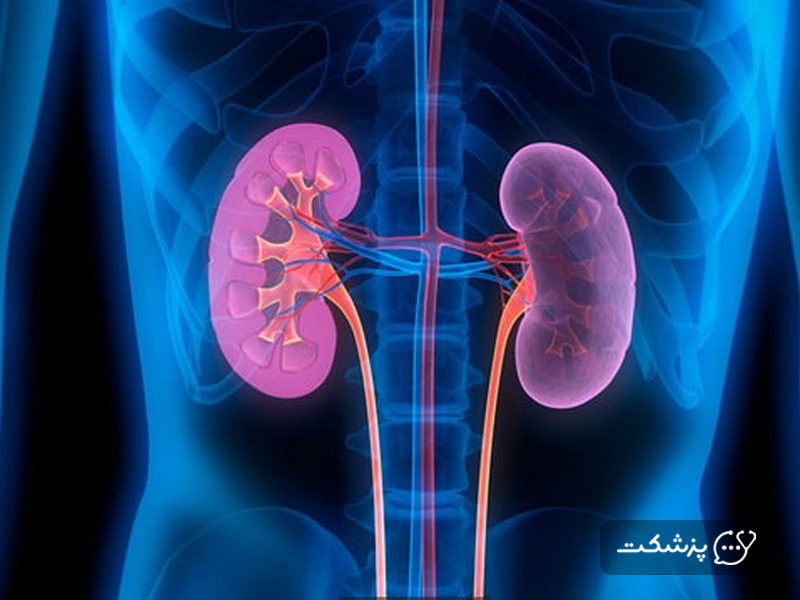 تصویر آناتومی کلیهها و مجاری ادراری