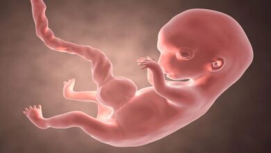 هفته هشتم بارداری: علائم، رشد جنین، نکات || پزشکت