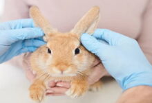 ریزش مو در خرگوش های خانگی || پزشکت
