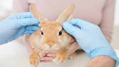 ریزش مو در خرگوش های خانگی || پزشکت