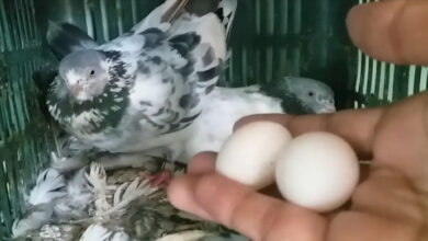 چرا کبوترهای من تخم نمی گذارند؟ || پزشکت