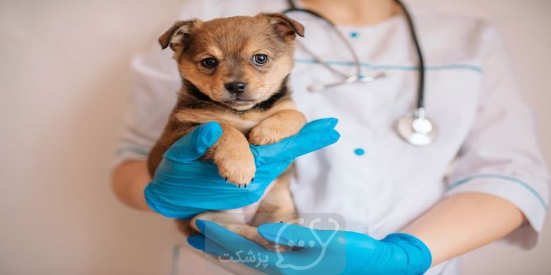 زخم معده در سگ خانگی || پزشکت