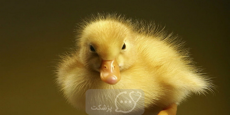 ۹ راه برای تعیین جنسیت جوجه اردک4 || پزشکت