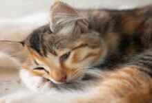 بیماری التهابی روده در گربه ها || پزشکت