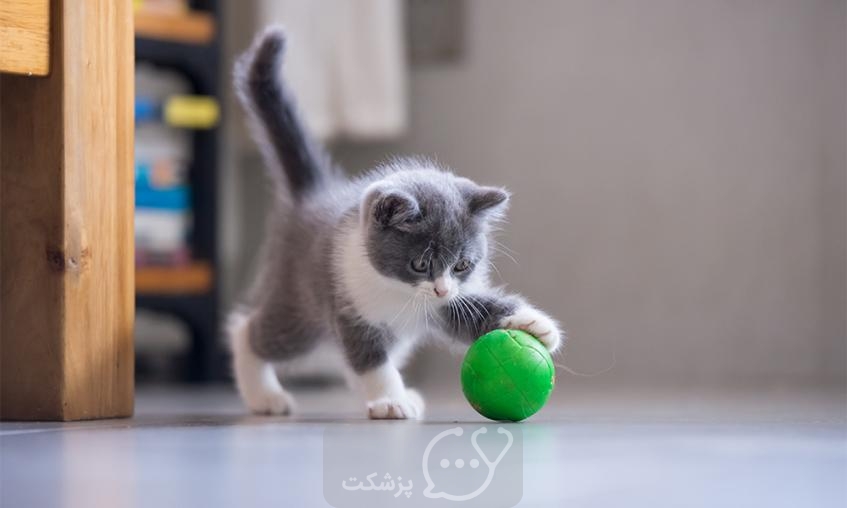بازی گربه|| پزشکت