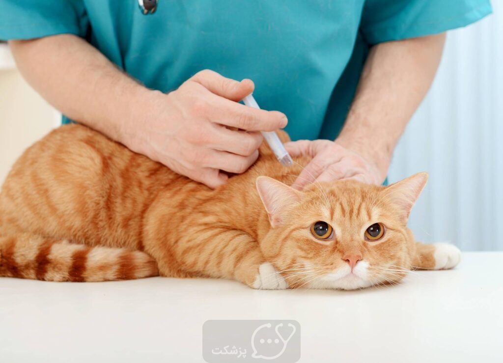 واکسن گربه|| پزشکت