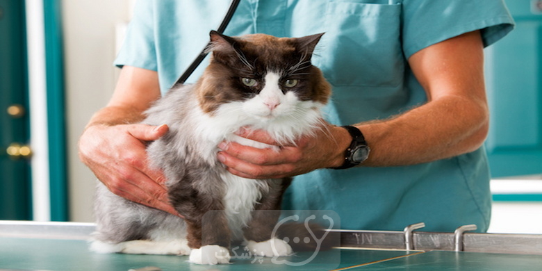 بیماری التهابی روده در گربه ها || پزشکت