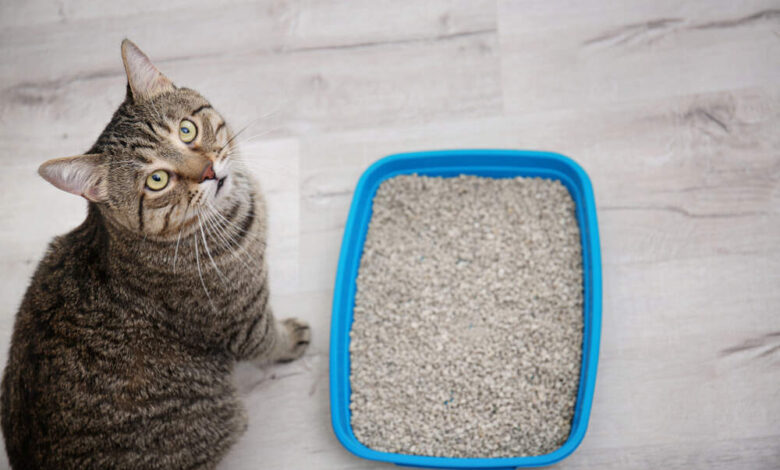 چرا گربه مدفوعشو دفن میکنه؟ ||پزشکت