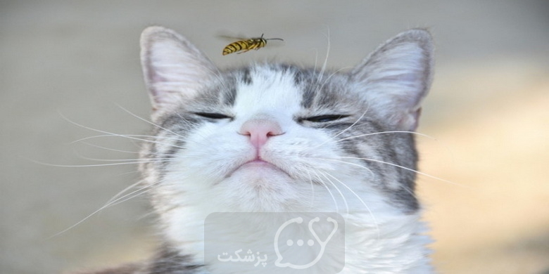 نیش زنبور در گربه های خانگی1 || پزشکت