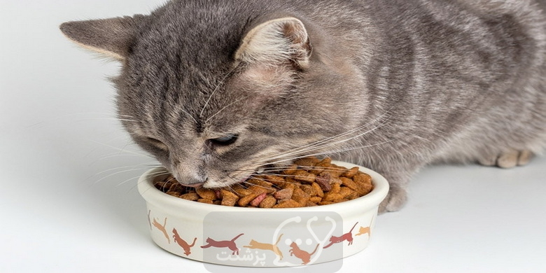 گربه‌ها چقدر غذا می‌خورند؟ || پزشکت