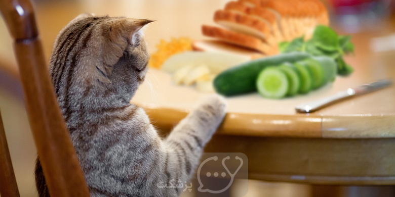 گربه‌ها چقدر غذا می‌خورند؟ || پزشکت