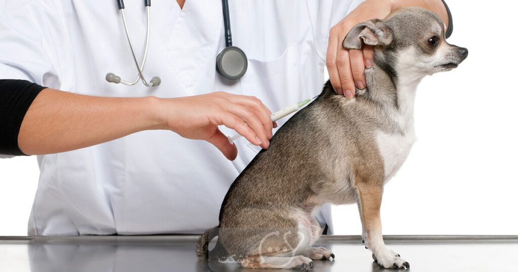 واکسن سگ || پزشکت