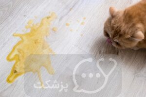 استفراغ گربه || پزشکت