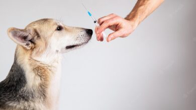 واکسیناسیون سگ خانگی-پزشکت