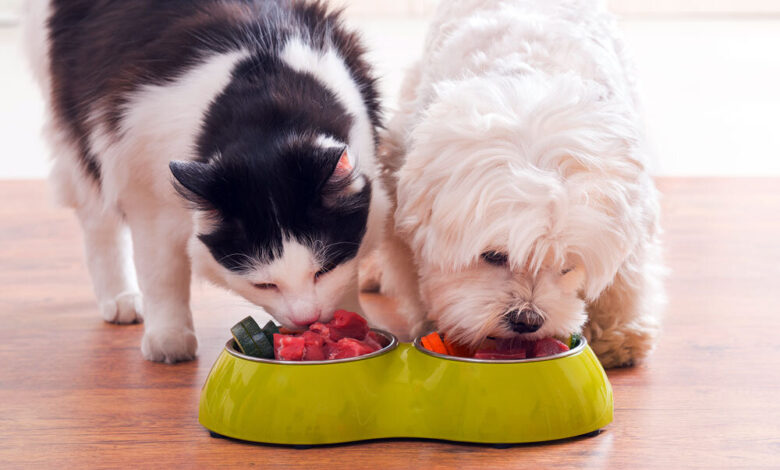 غذاهای سمی سگ و گربه|| پزشکت