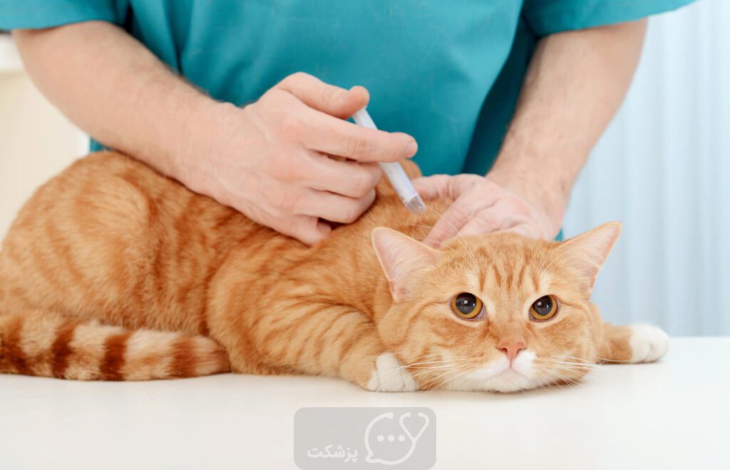 واکسن گربه || پزشکت