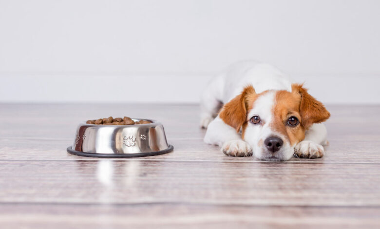 غذا نخوردن سگ || پزشکت