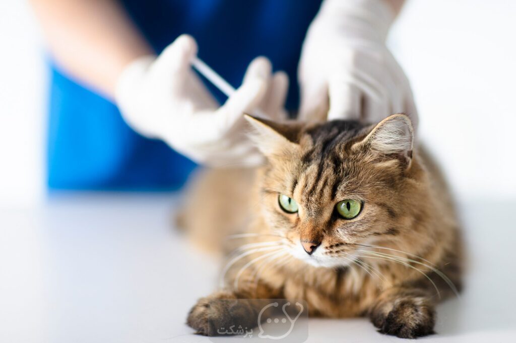 واکسن گربه || پزشکت
