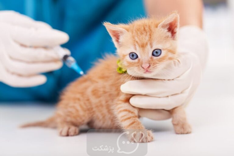 واکسن بچه گربه || پزشکت
