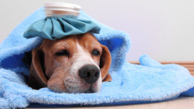 سردرد در سگ || پزشکت