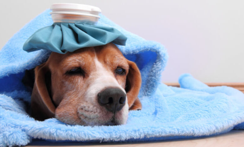 سردرد در سگ || پزشکت